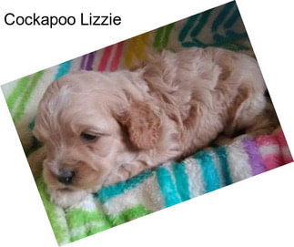 Cockapoo Lizzie