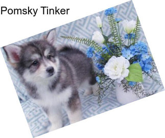 Pomsky Tinker