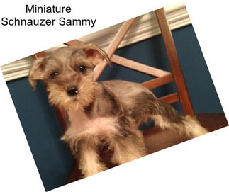 Miniature Schnauzer Sammy