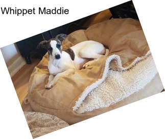 Whippet Maddie