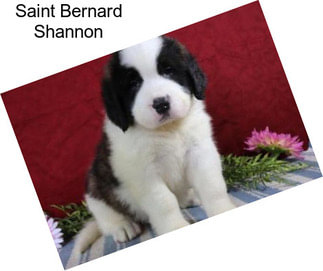 Saint Bernard Shannon