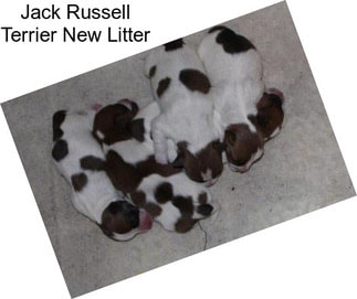 Jack Russell Terrier New Litter