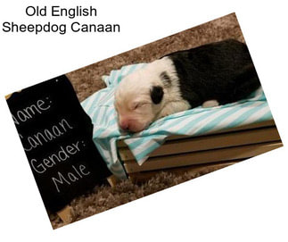 Old English Sheepdog Canaan