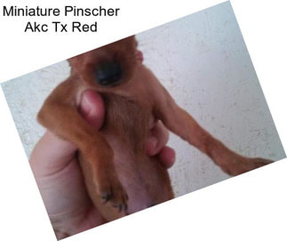 Miniature Pinscher Akc Tx Red