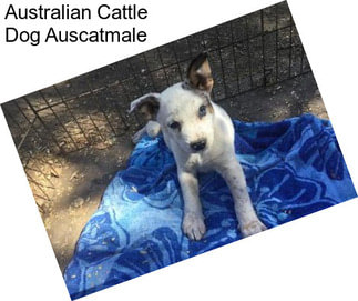 Australian Cattle Dog Auscatmale