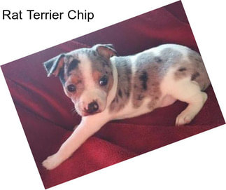 Rat Terrier Chip