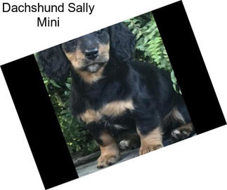 Dachshund Sally Mini