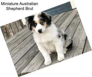 Miniature Australian Shepherd Brut