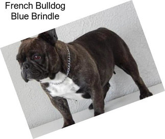 French Bulldog Blue Brindle