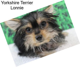 Yorkshire Terrier Lonnie