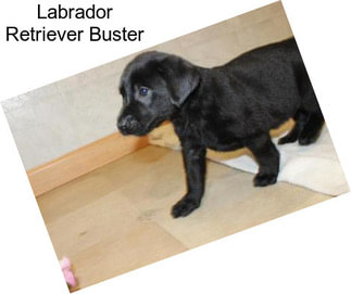 Labrador Retriever Buster