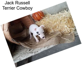 Jack Russell Terrier Cowboy