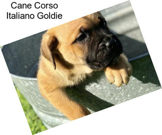 Cane Corso Italiano Goldie