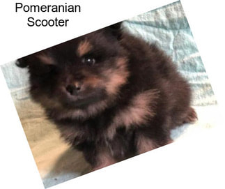 Pomeranian Scooter