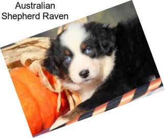 Australian Shepherd Raven