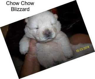 Chow Chow Blizzard
