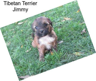 Tibetan Terrier Jimmy