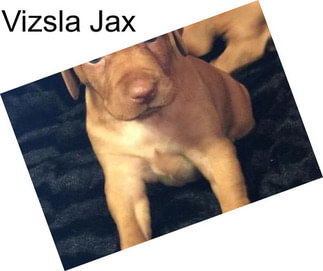 Vizsla Jax