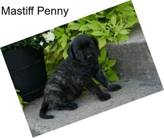 Mastiff Penny