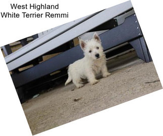 West Highland White Terrier Remmi