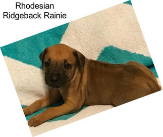 Rhodesian Ridgeback Rainie