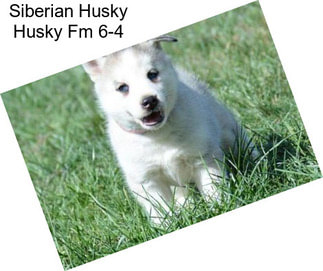 Siberian Husky Husky Fm 6-4