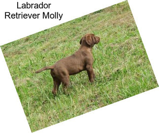 Labrador Retriever Molly