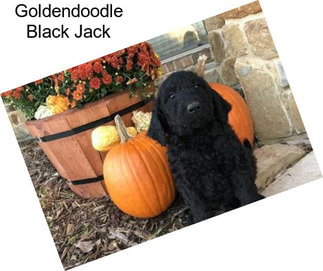 Goldendoodle Black Jack