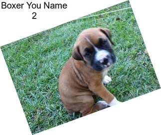 Boxer You Name 2