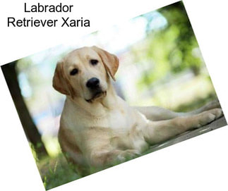 Labrador Retriever Xaria