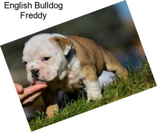 English Bulldog Freddy