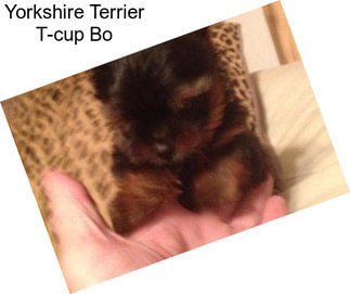 Yorkshire Terrier T-cup Bo