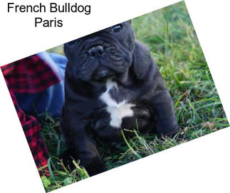 French Bulldog Paris