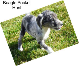 Beagle Pocket Hunt