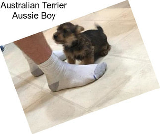 Australian Terrier Aussie Boy