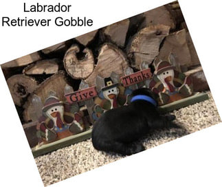 Labrador Retriever Gobble