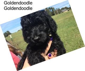 Goldendoodle Goldendoodle