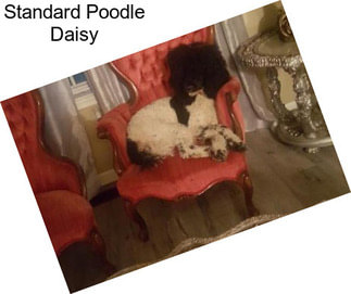 Standard Poodle Daisy