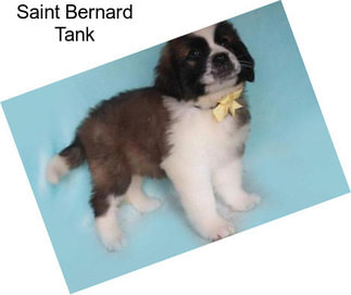 Saint Bernard Tank