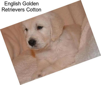 English Golden Retrievers Cotton