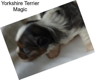 Yorkshire Terrier Magic
