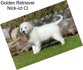 Golden Retriever Nick-ict Cl