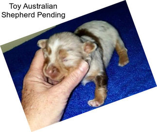 Toy Australian Shepherd Pending