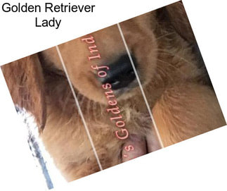 Golden Retriever Lady