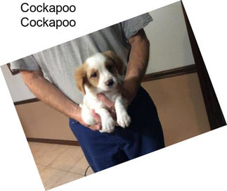 Cockapoo Cockapoo