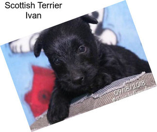 Scottish Terrier Ivan