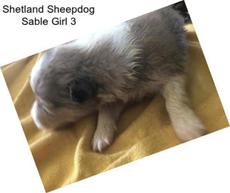 Shetland Sheepdog Sable Girl 3