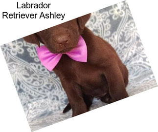 Labrador Retriever Ashley