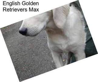 English Golden Retrievers Max