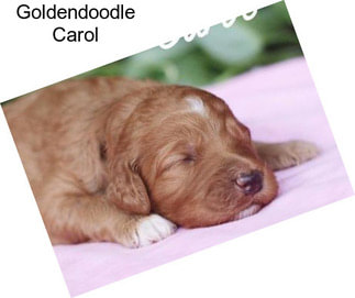 Goldendoodle Carol